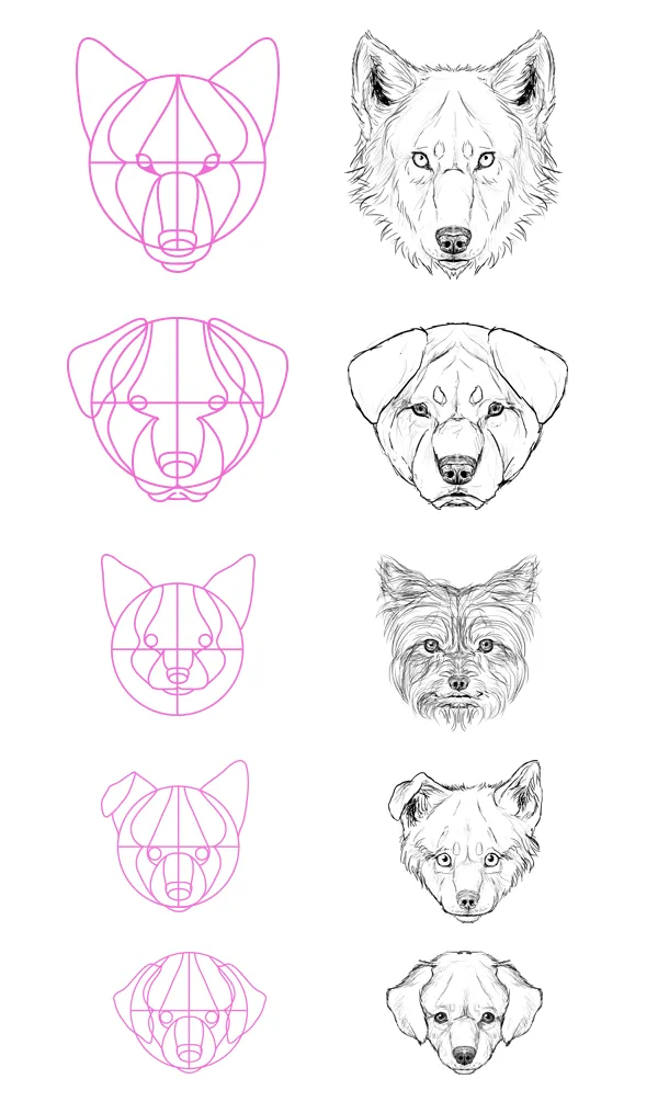 drawingdogs_4-13_head_profile