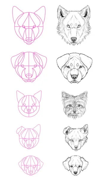 drawingdogs_4-13_head_profile