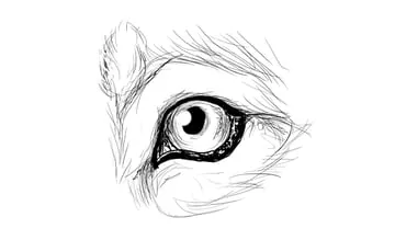 drawingdogs_5-6_eye