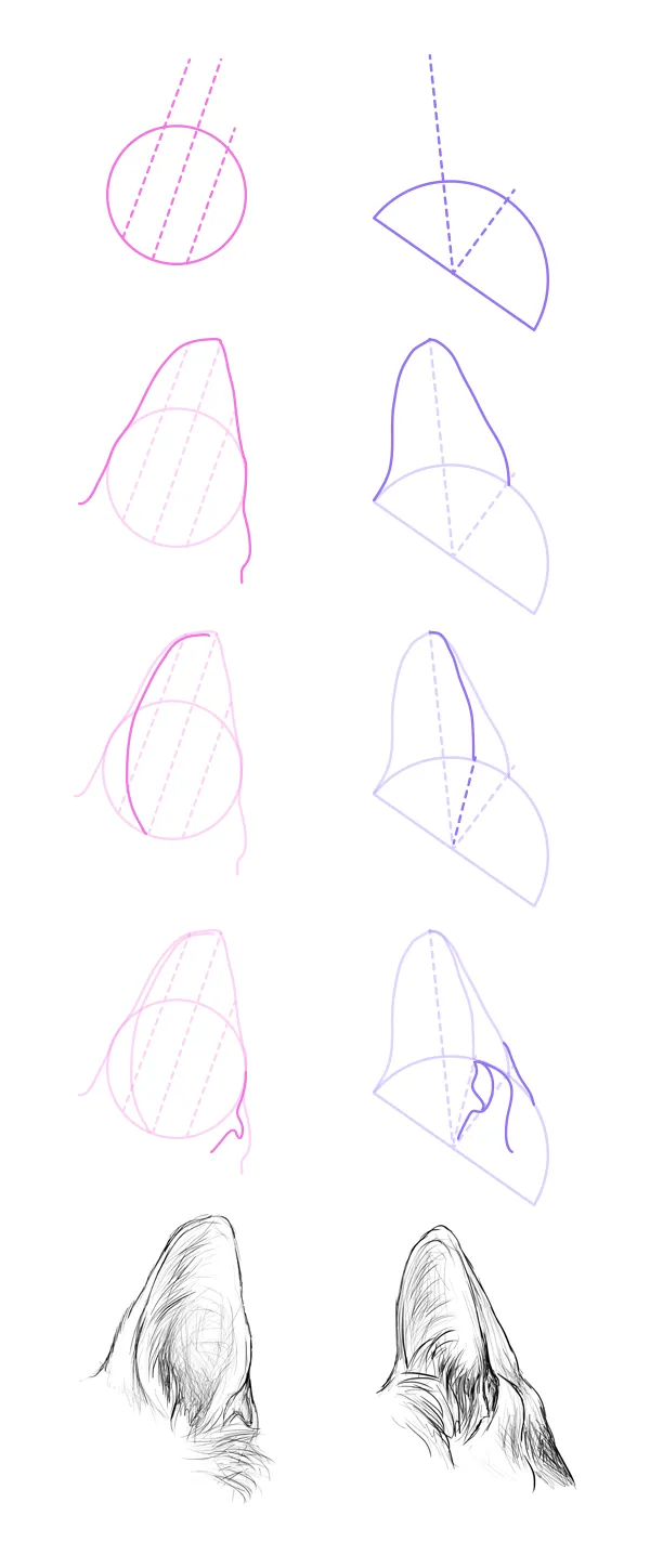 drawingdogs_7-1_ears_pointed