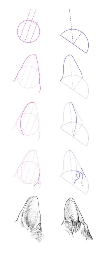 drawingdogs_7-1_ears_pointed