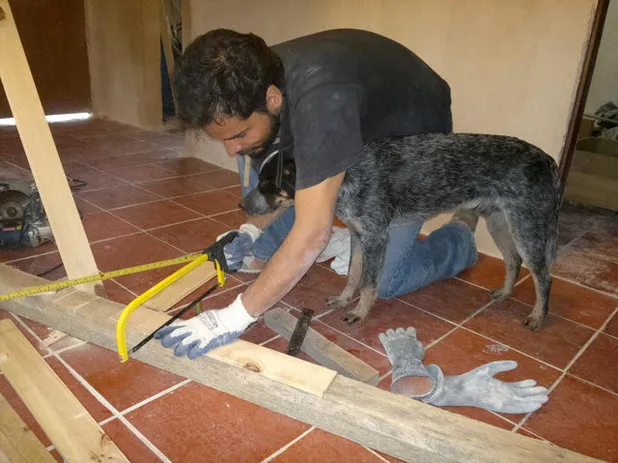 Dogs in Design