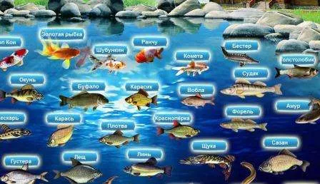 В пруд можно приобрести взрослую рыбу или мальков линя, карася, карпа, рыбки кои. Последние два вида, заселяются в небольших <a href=