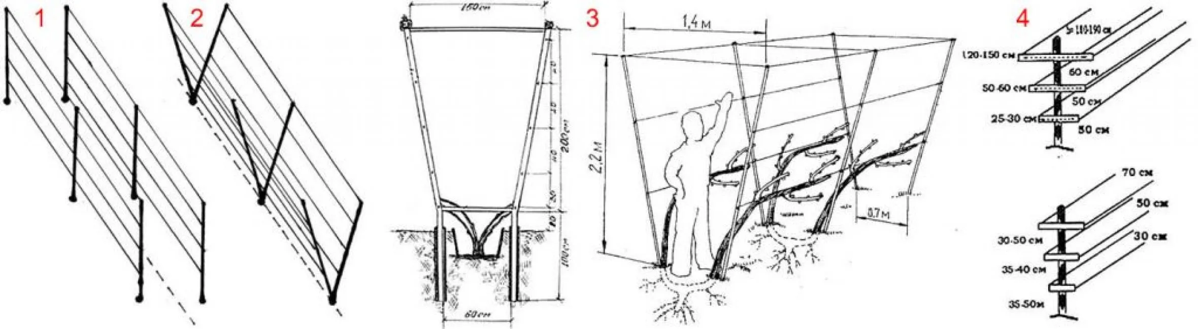 Чертеж виноградной шпалеры своими руками