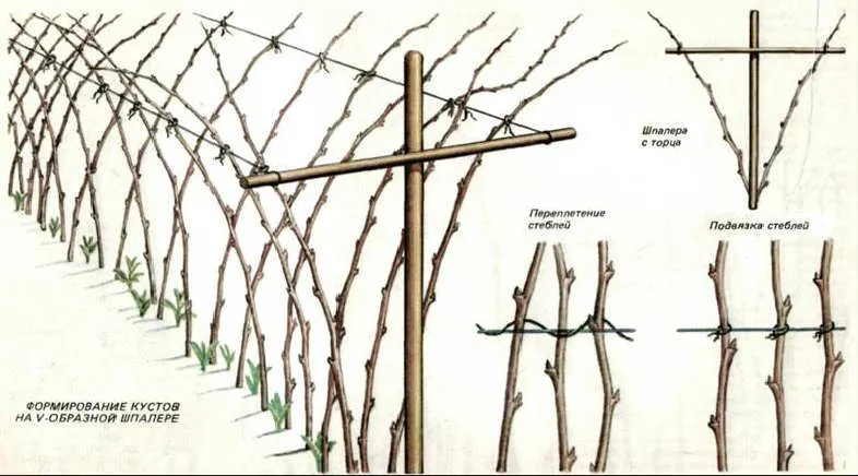 Подвязка малины