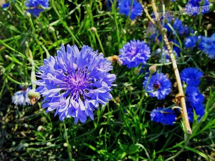 Цветок Василек в саду: описание ...