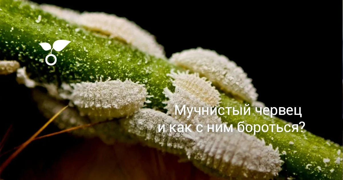 Мучнистый червец и как с ним бороться ...