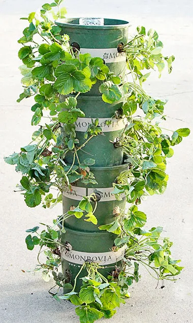 Вертикальная грядка для выращивания клубники, сделанная своими руками из пластиковых горшков
