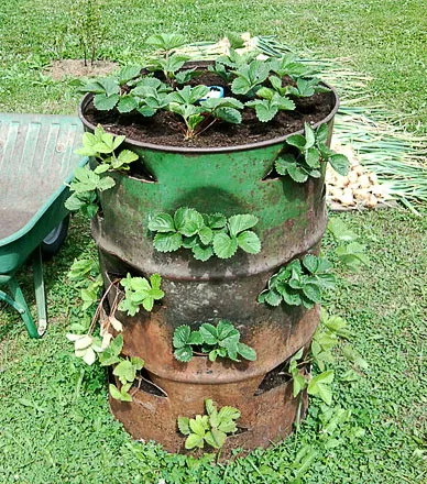 Вертикальная грядка для выращивания клубники, сделанная своими руками из 200-литровой железной бочки