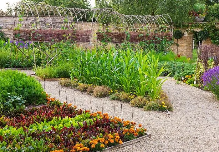 Фото растений в французском огороде