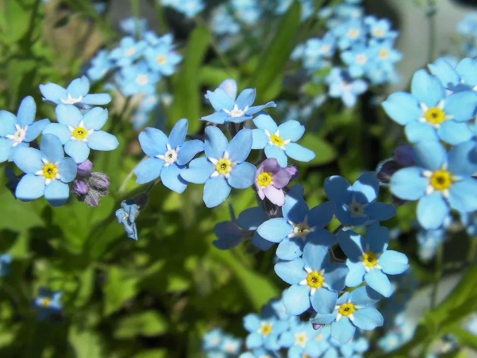 Forget-me-not 