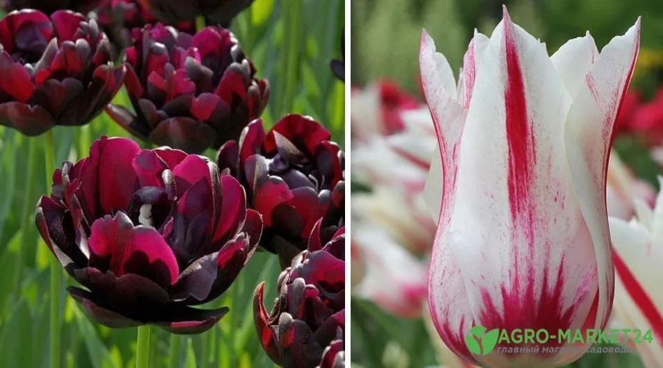 Виды тюльпанов: разновидности тюльпанов ...