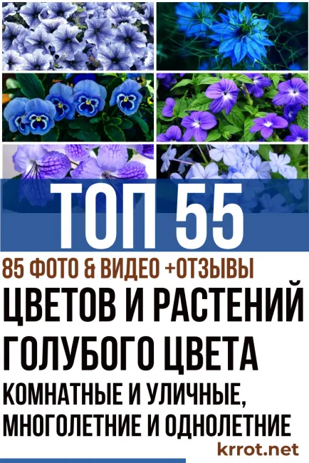 Цветы и растения голубого цвета
