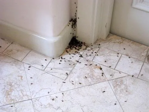 Маленькие прозрачные муравьи в квартире как избавиться