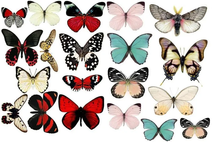 Трафарет бабочки: уникальные идеи для создания современного дизайна (80 фото + видео)