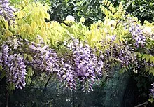 Wisteria floribunda 