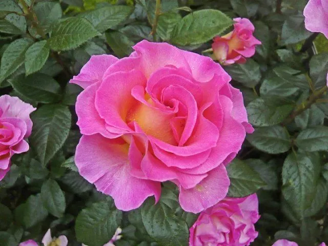Роза Пинк Парадайз (Pink Paradise)