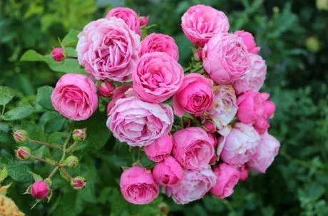Роза флорибунда Помпонелла (Pomponella)