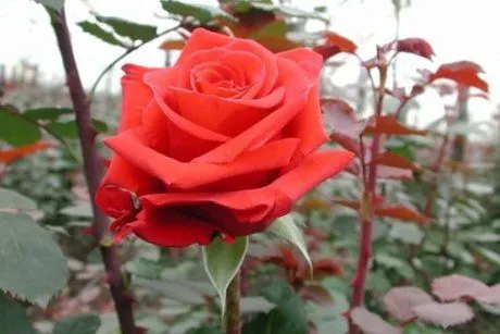 Чайно-гибридная роза Ред Берлин (Red Berlin)