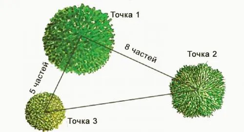 Золотое сечение в ландшафте. Принцип «золотого сечения» для посадки растений