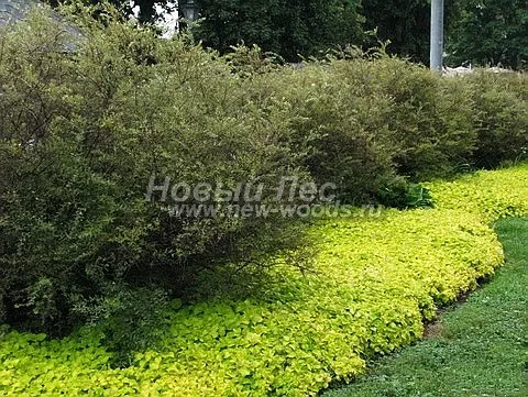 Spiraea x cinerea 'Grefsheim ...