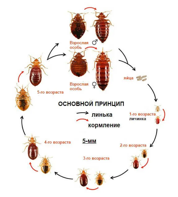 Яйца тараканов, как размножаются ...