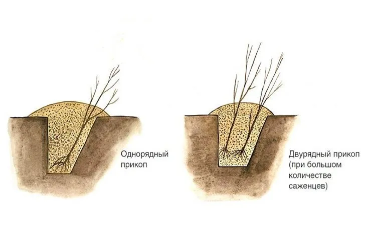 Траншеи для хранения саженцев