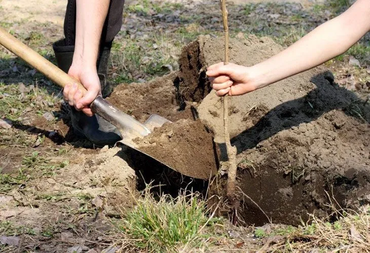 Посадка саженца весной