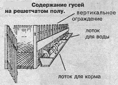 содержание гусей