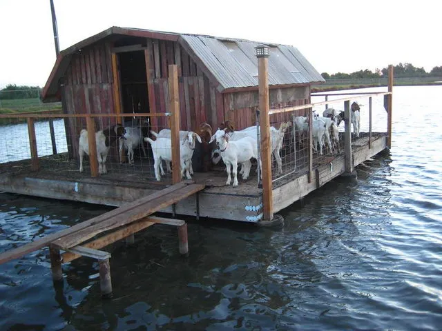 Козы в сарае на воде