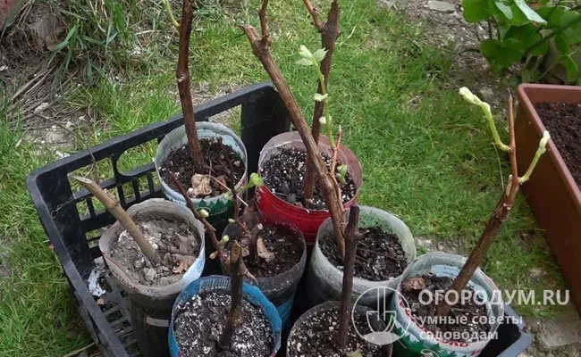 Косточковые и семечковые культуры высаживают в разное время