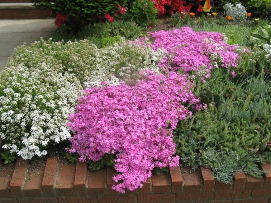 Клумба с флоксами