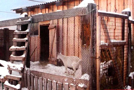 сарай для коз 