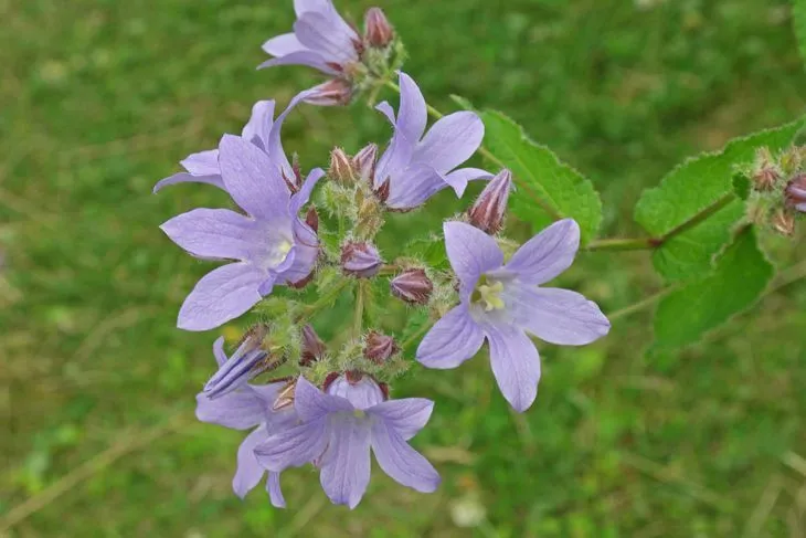 Колокольчик Молочноцветковый (C. lactiflora)