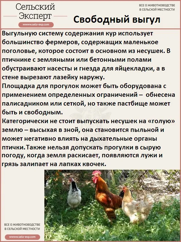 Свободный выгул