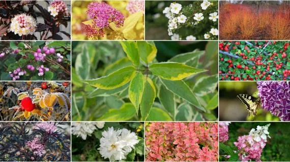 12 самых красивых зимостойких ... 12 самых красивых зимостойких ...