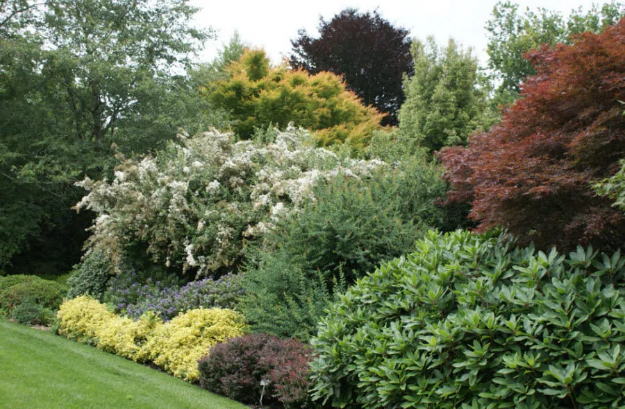 Декоративные лиственные кустарники фото ... Декоративные лиственные кустарники фото ...