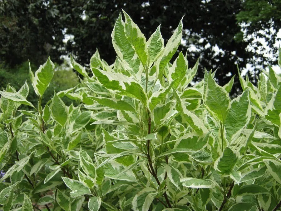 17 эффектных кустарников, которые ... 17 эффектных кустарников, которые ...