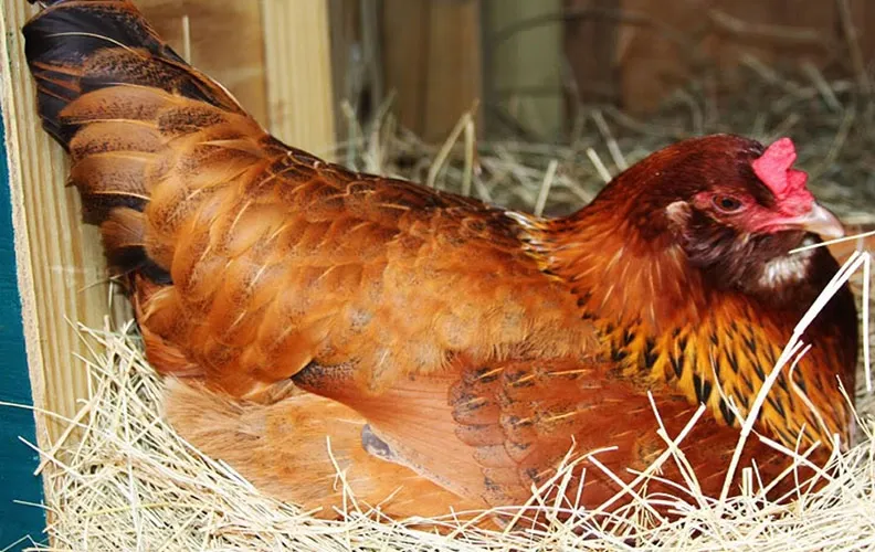 Несушка в гнезде