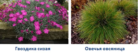 Гвоздика сизая и Овечья овсяница