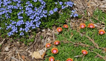 выращивание почвопокровных растений