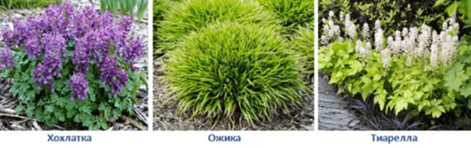 Хохлатка, Ожика и Тиарелла