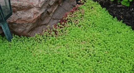 почвопокровник 