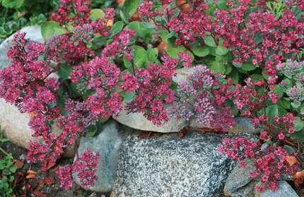 почвопокровные растения в саду