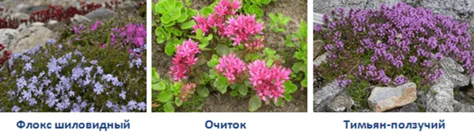 Флокс шиловидный, очиток и тимьян ползучий