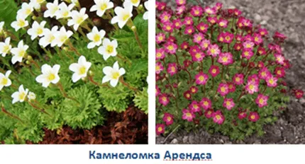 камнеломки Арендса