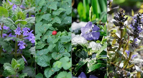 разновидности почвопокровных растений