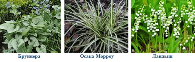 Бруннера, Осока Морроу и Ландыш