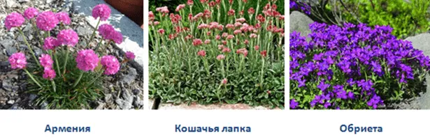 армерия, кошачья лапка и Аубреция (обриета)