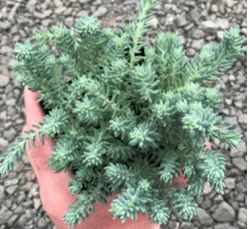 размножение выращивания почвопокровных растений